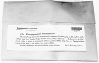 Image of Placopyrenium trachyticum